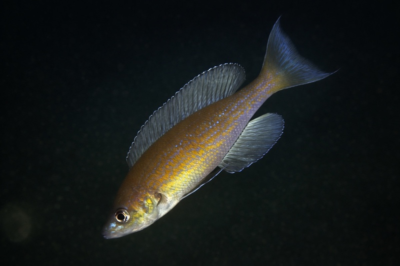 Cyprichromis pavo 'Isanga Bay'